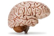 Brain