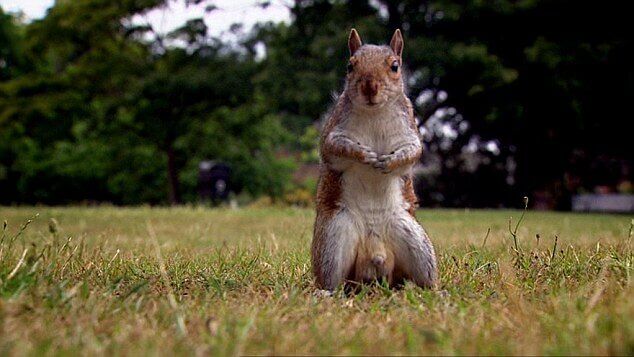 GBBO-SQUIRREL