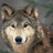 TkaiaWolf's avatar