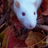 Rattyrattera's avatar