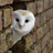 OWL's avatar