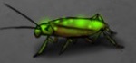 Roach