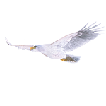 White Eaglet