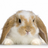LieAfterLie's avatar