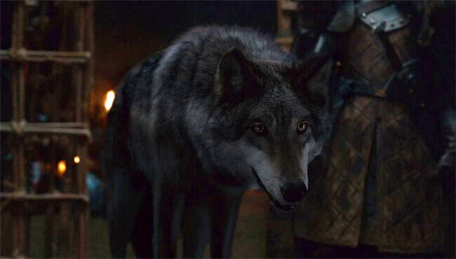 robb stark wolf head