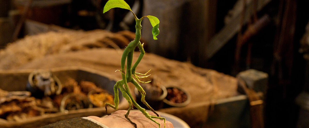 A Bowtruckle - One of the Beasts in Fantastic Beasts and Where to Find Them