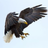 Bloody eagle BBG's avatar