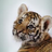 Tigerfriend1999's avatar