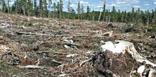 DEFORESTATION AND WHY IT OCCURS BY DYLAN YAHAMPATH