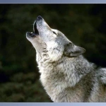 Wolf6537