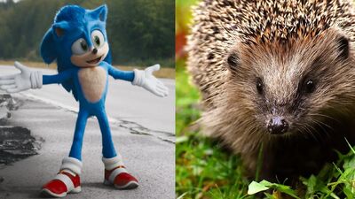 What Does Sonic The Hedgehog Get Right About Actual Hedgehogs?