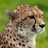 Cheetahgirl0009's avatar