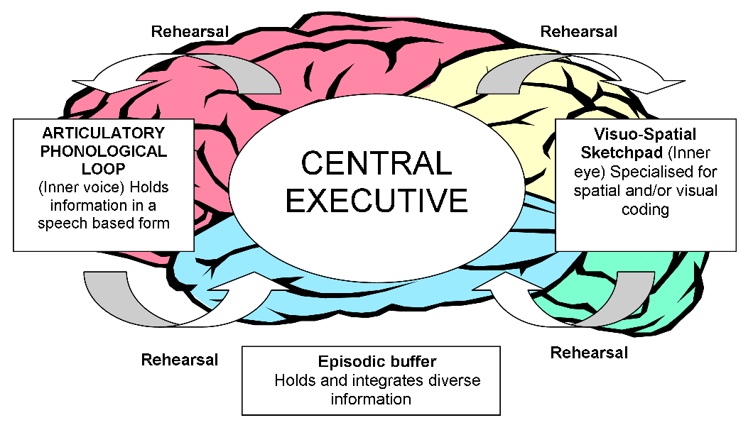 image-wmm-baddeley-hitch-1974-png-a-level-psychology-wiki
