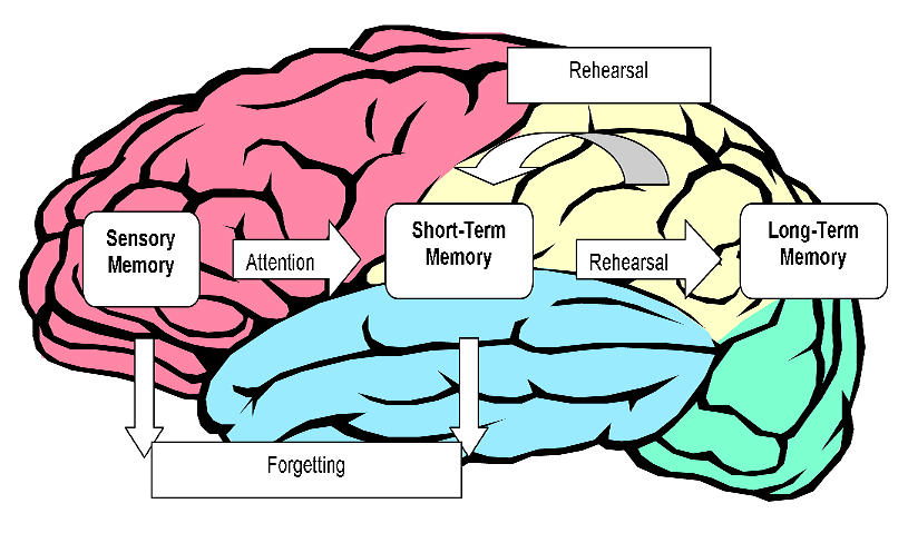 memory psychology