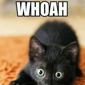 Cute Evil Kittens Cute Cats Playing Animal Jokes Funny Animal