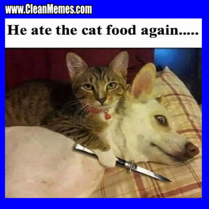 Evil Kitten Memes Quickmeme
