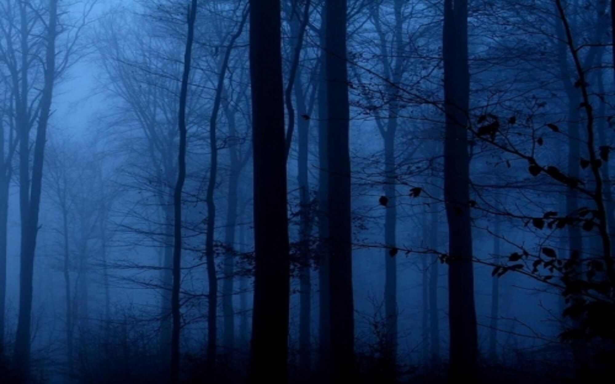 Страшный ночной лес