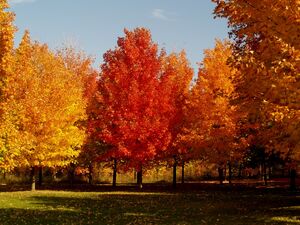 Maple tree