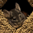 Faelynne's avatar