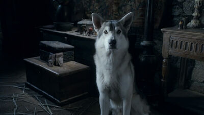 The Stark Direwolves: Where Are They Now?