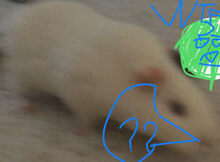 The wtfhehas1;hair2;nopiggynoseand3heisnopig