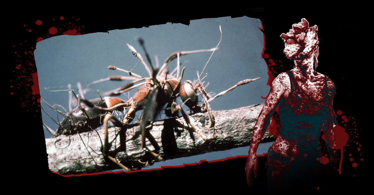 The Last Of Us Zombie Fungus Causes A Pandemic. Could It Happen?