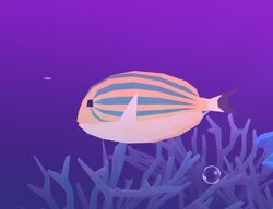 Clown tang abys