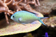 Blue-green Chromis - Real-Life