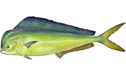 Mahi mahi | Wiki Abyssrium | Fandom