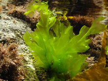 Lettuce of the sea
