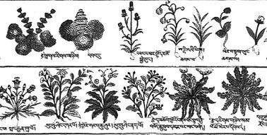 Plantitas