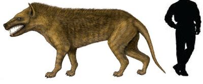 Hyaenodon
