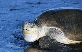 Tortuga lora