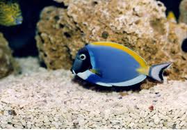 Pez cirujano de sombra azul