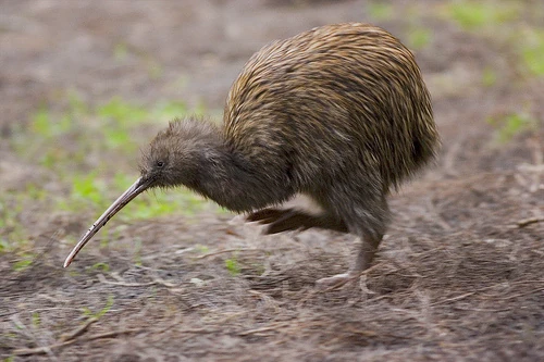 Kiwi común | Wiki ACAM | FANDOM powered by Wikia