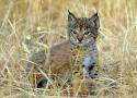 Lince iberico 2