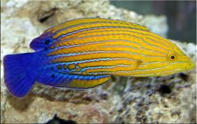 Labrido naranja azul