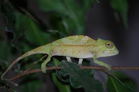 Chamaeleo cristatus