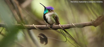 Resultado de imagen de el COLIBRI COLA DE ESPATULA O MARAVILLOSO