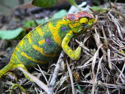 Furcifer-minor