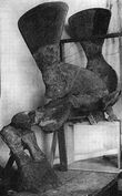 220px-Tapinocephalus