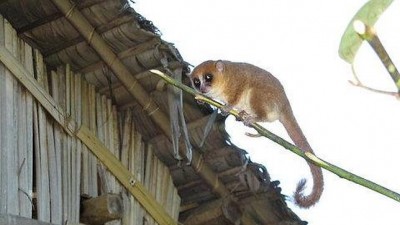 Lemur-raton-madagascar.jpg 400
