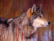 Lobo-gris