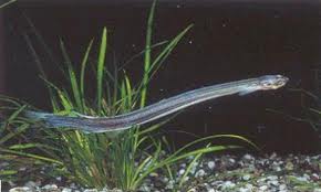 Candiru