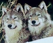 Lobos