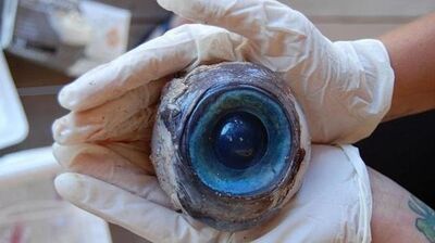 OJO-640x359