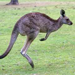 Macropus giganteus Eastern grey kangaroo bounding captive Brisbane, Australia-2846 low res.jpg