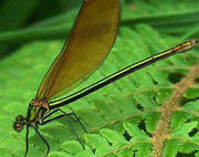 Libelula