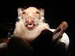 Epomops franqueti