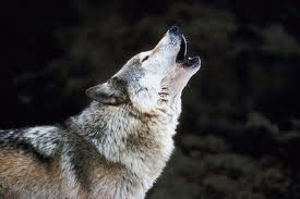 Lobo
